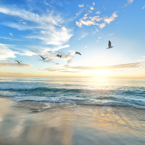 Holistic Somatic Coaching Houston Texas