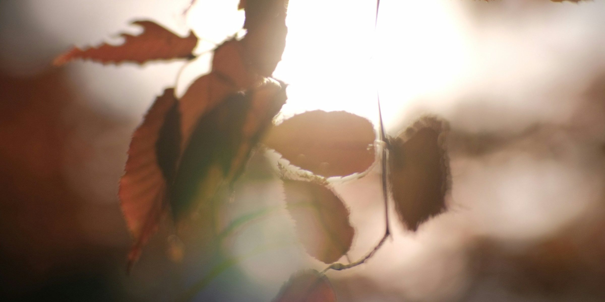 gratitude in houston texas