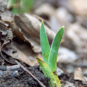 early signs of growth through therapy texas