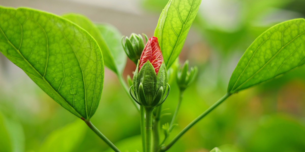 soft renewal with therapy houston texas