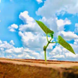 emotional growth through therapy texas