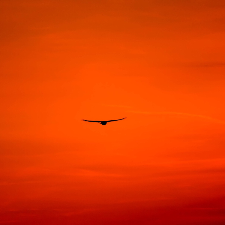 bird taking up space flying free houston texas - Resilience Counseling & Wellness - Resilience Counseling & Wellness bird flying free and taking up space houston texas